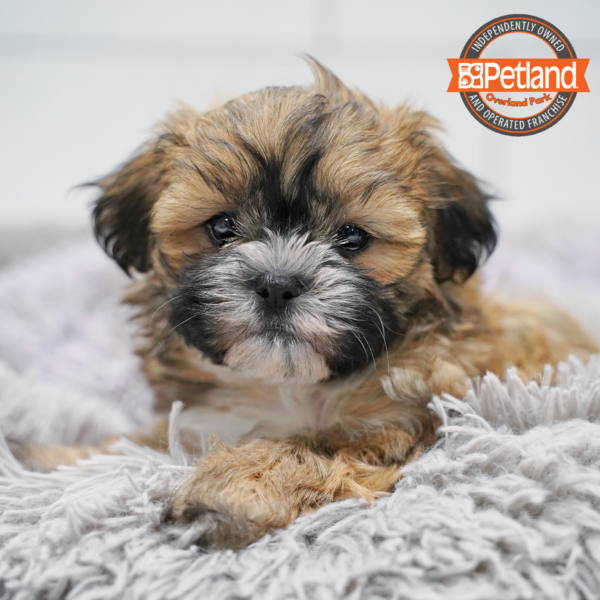 [#265-02] Sable F Shih Tzu/Bichon Puppies for Sale