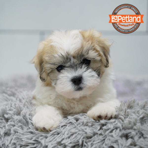 [#26519-02] Liver / White M Teddy Bear Puppies for Sale