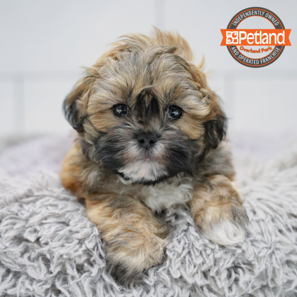 [#265-01] Sable M Shih Tzu/Bichon Puppies for Sale