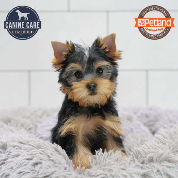 [#26535-05] Black / Tan F Yorkshire Terrier Puppies for Sale