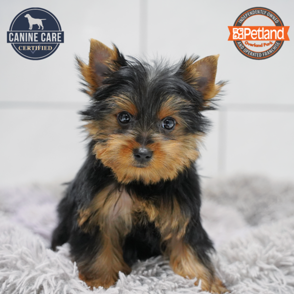 [#26538-01] Black / Tan M Yorkshire Terrier Puppies for Sale