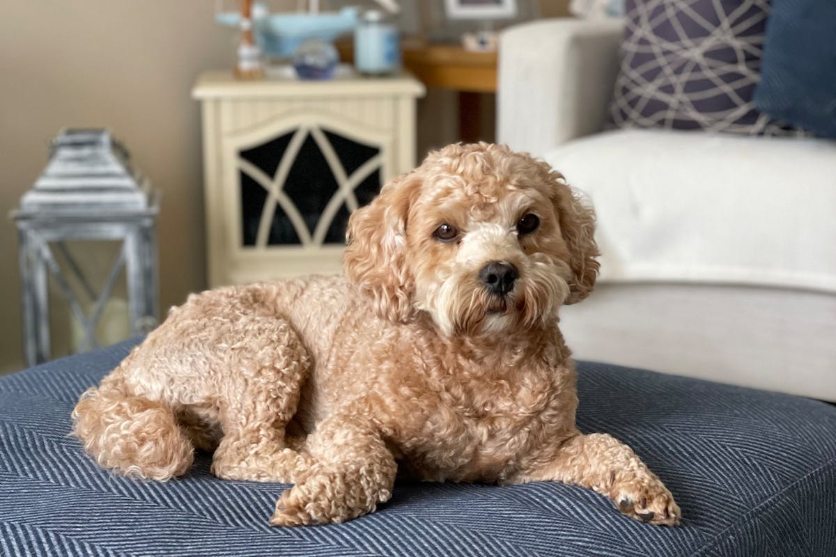 Cavapoo vs Cockapoo: Which One Should You Choose?