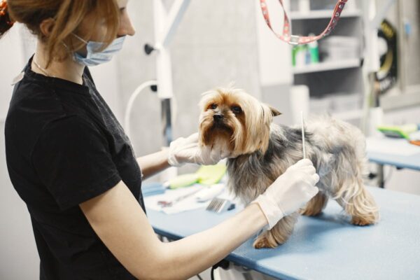 dog ear cleaning mistakes