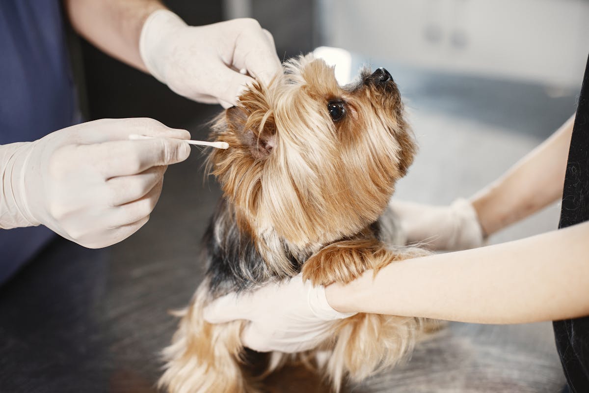 Ear Cleaning Mistakes That Can Harm Your Dog