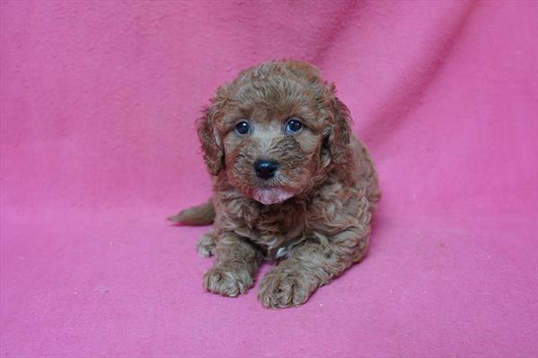 [#26935-05] Red F Goldendoodle Mini 2nd Gen Puppies for Sale