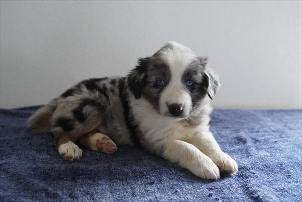 [#261019-01] Blue Merle M Australian Shepherd Puppies for Sale