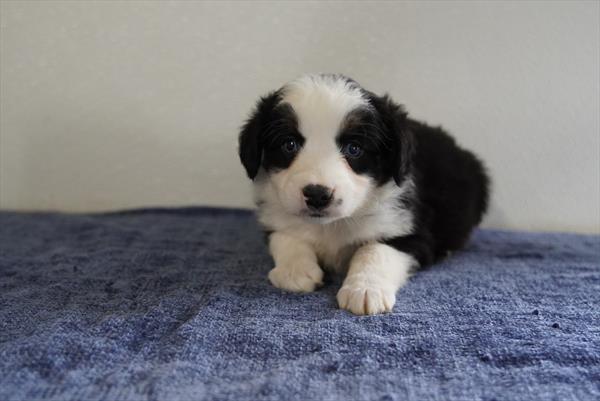 [#261019-05] Black / White F Australian Shepherd Puppies for Sale