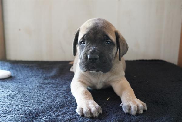 [#261334-01] Fawn M English Mastiff Puppies for Sale