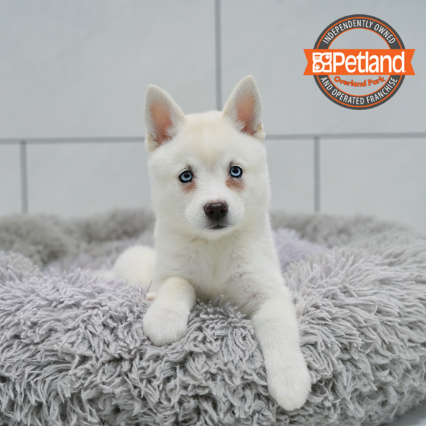 [#26741-03] White F Alaskan Klee Kai Puppies for Sale