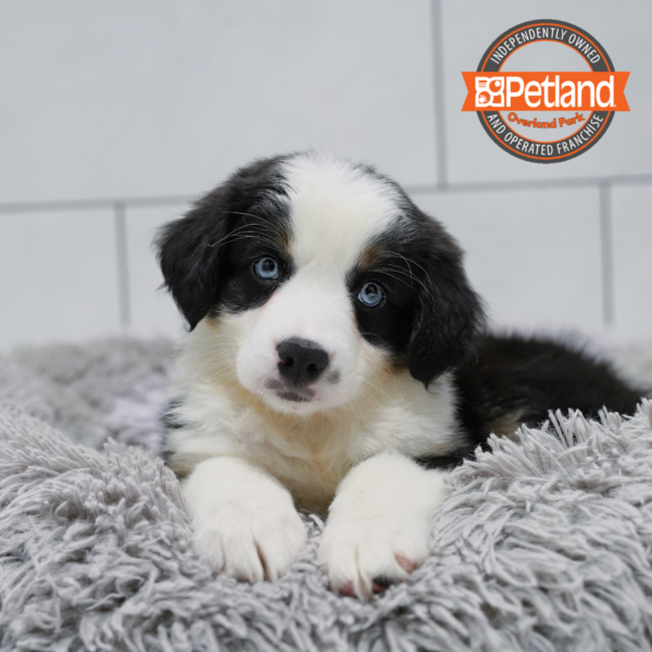 [#261019-05] Black / White F Australian Shepherd Puppies for Sale