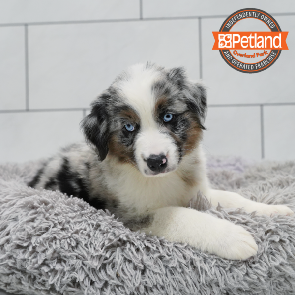 [#261019-01] Blue Merle M Australian Shepherd Puppies for Sale