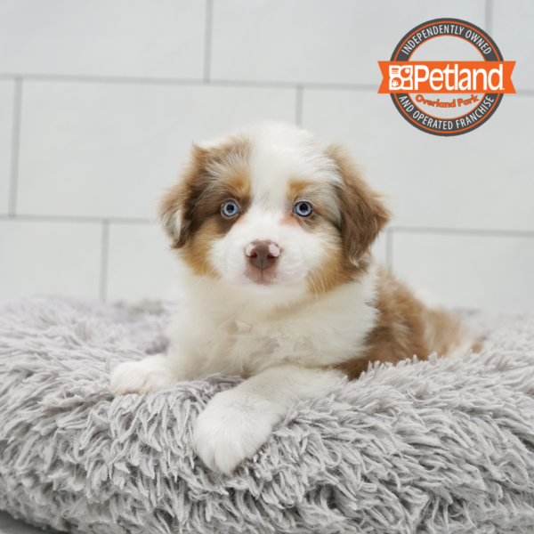 Australian Shepherd-Dog-Male---Petland Overland Park, Kansas