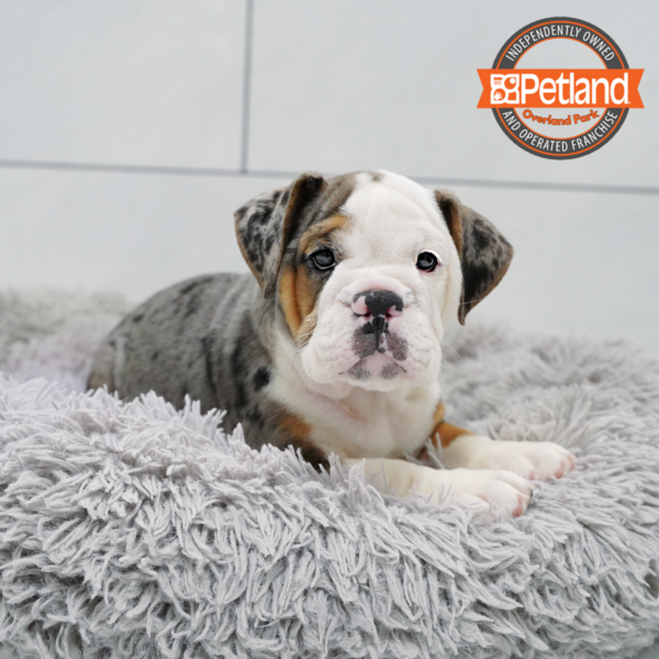 [#26769-08] Blue Merle White / Tan F Beabull 2nd Gen Puppies for Sale