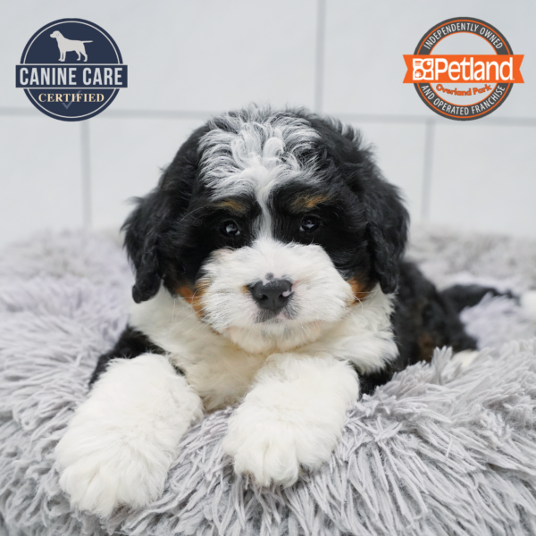 [#26952-03] Black Rust / White M Bernedoodle Mini Puppies for Sale