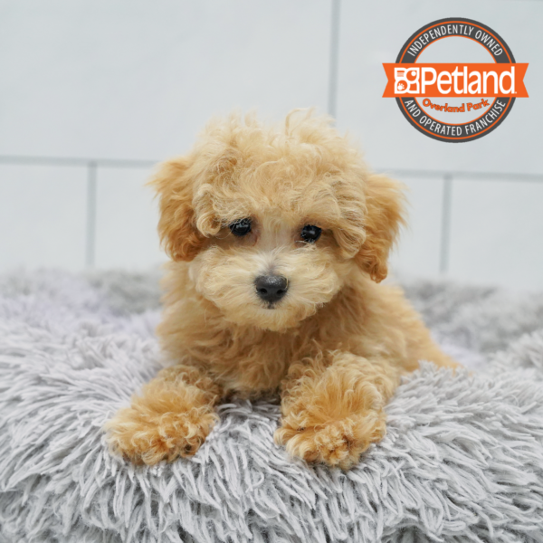 [#26753-02] Cream M Bichapoo Puppies for Sale