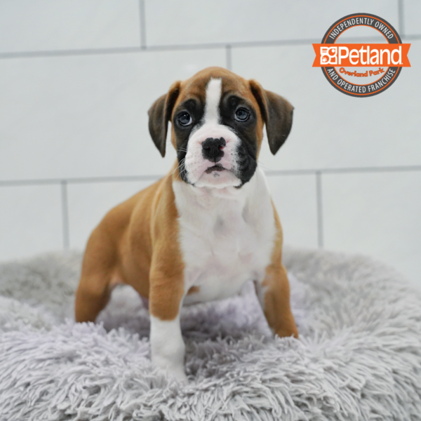 [#26808-05] Fawn / White M Boxer Puppies for Sale