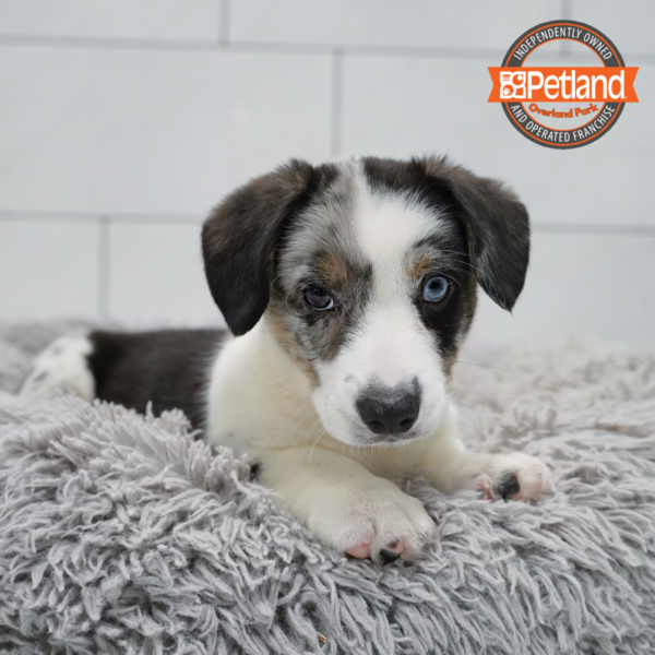 [#26767-04] Black / White M Cardigan Welsh Corgi Puppies for Sale
