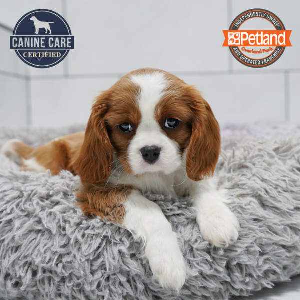 [#26931-02] Blenheim F Cavalier King Charles Spaniel Puppies for Sale