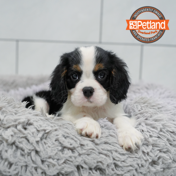 [#26965-02] Tri-Colored M Cavalier King Charles Spaniel Puppies for Sale
