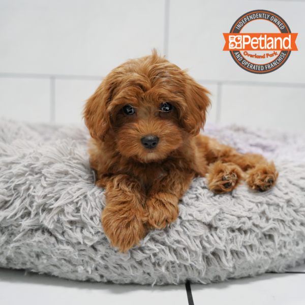 [#26941-01] Red F Cavapoo Puppies for Sale
