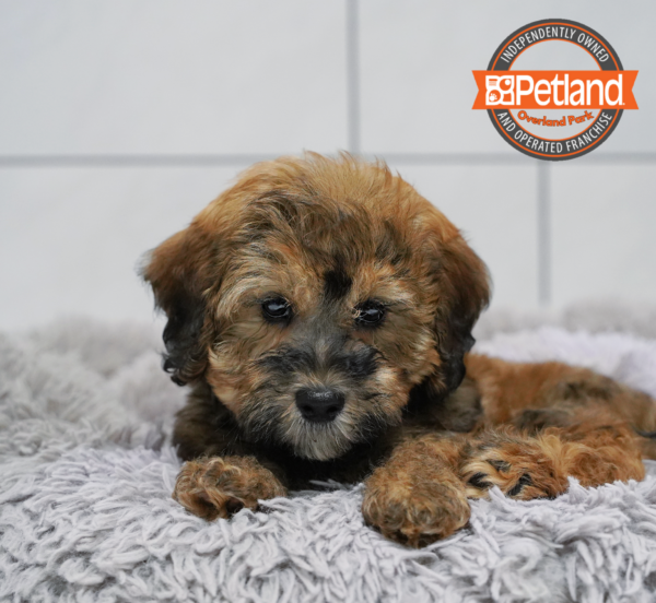 [#261194-03] Chocolate M CotonPoo Puppies for Sale