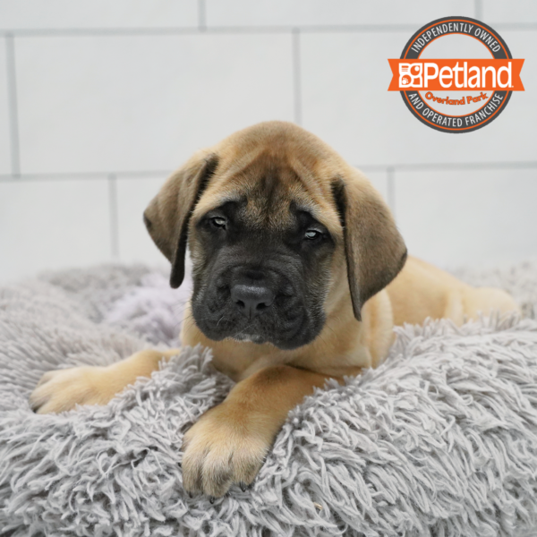 [#261334-01] Fawn M English Mastiff Puppies for Sale