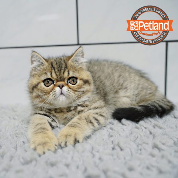 [#266-03] F Exotic Short Hair Kittens for Sale
