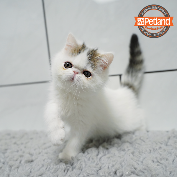 [#266-04] F Exotic Short Hair Kittens for Sale