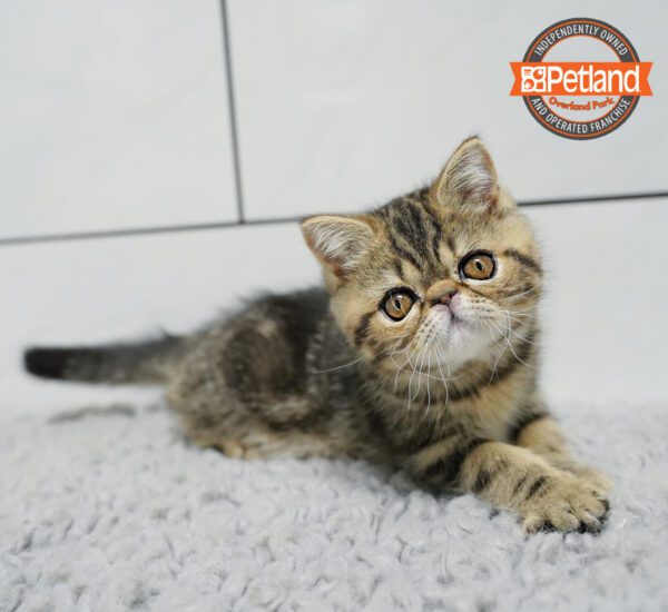 [#266-01] M Exotic Short Hair Kittens for Sale
