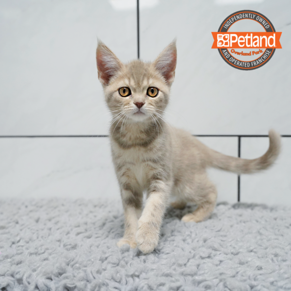 [#261293-03] Gray F Devon Rex Kittens for Sale