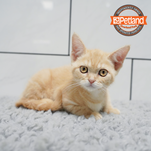 [#261293-01] Orange M Devon Rex Kittens for Sale