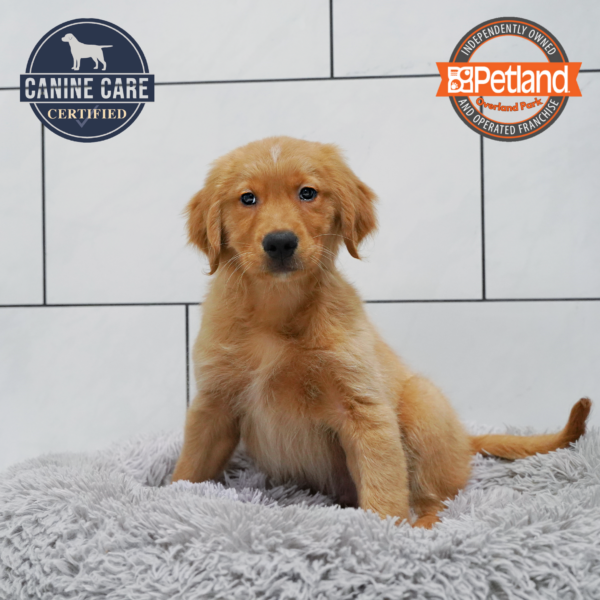 [#26833-01] Light Golden M Golden Retriever Puppies for Sale