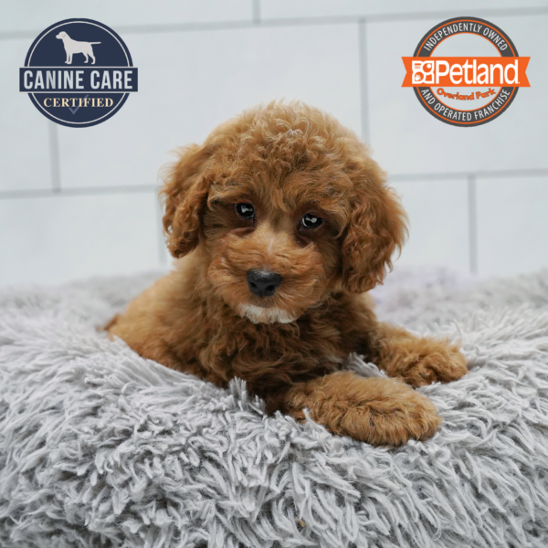 [#26935-05] Red F Goldendoodle Mini 2nd Gen Puppies for Sale