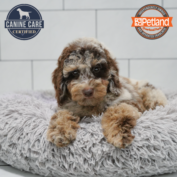 [#26719-03] Chocolate Merle M Goldendoodle Mini 2nd Gen Puppies for Sale