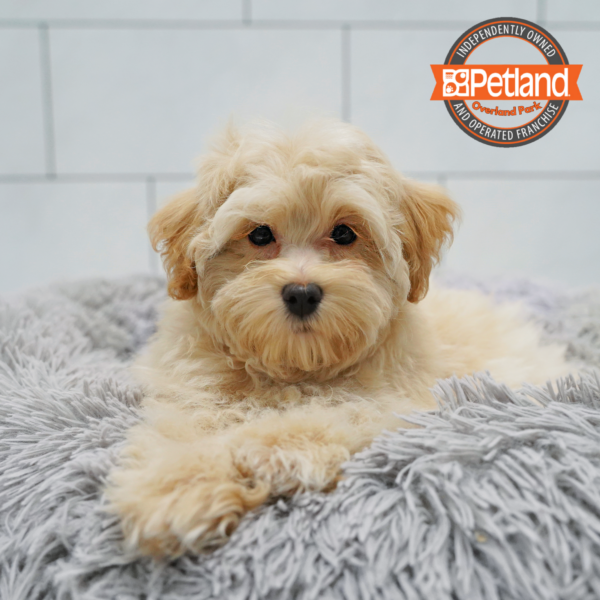 [#26506-03] Tan F Maltipoo Puppies for Sale