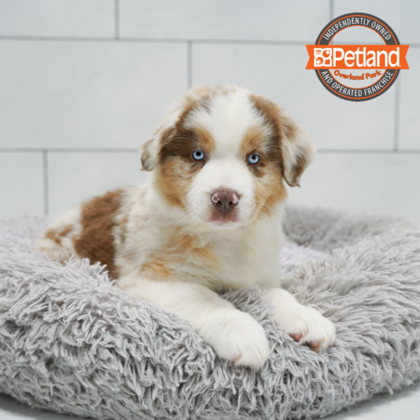 [#26794-01] Red Merle M Miniature American Shepherd Puppies for Sale
