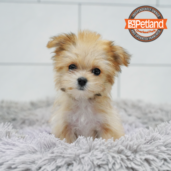 [#267-04] Apricot F Yorkie/Maltese Puppies for Sale