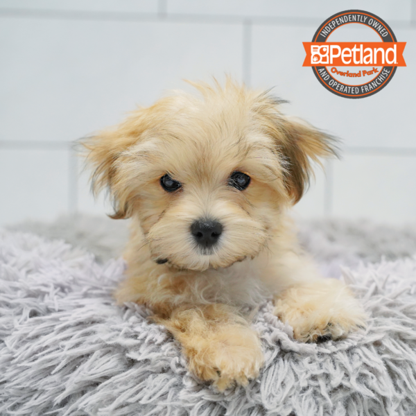 [#267-02] Apricot M Yorkie/Maltese Puppies for Sale