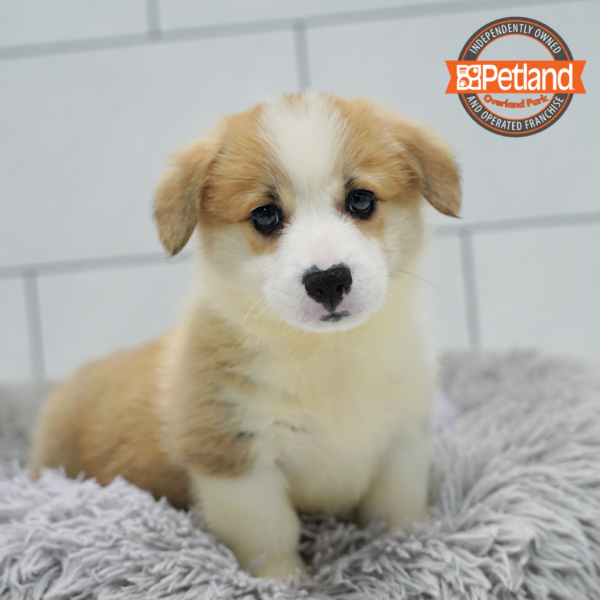 [#26745-04] Sable / White M Pembroke Welsh Corgi Puppies for Sale