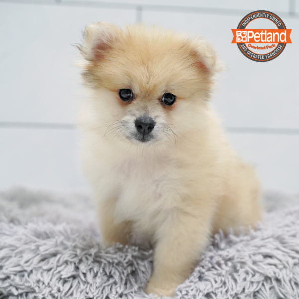 [#26821-01] Brown M Pomeranian Puppies for Sale