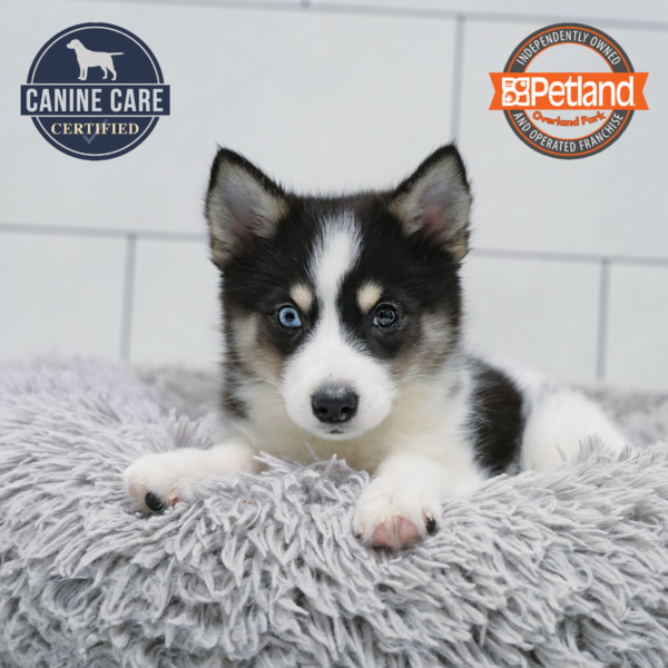 [#26703-04] Black / White M Pomsky 2nd Gen Puppies for Sale