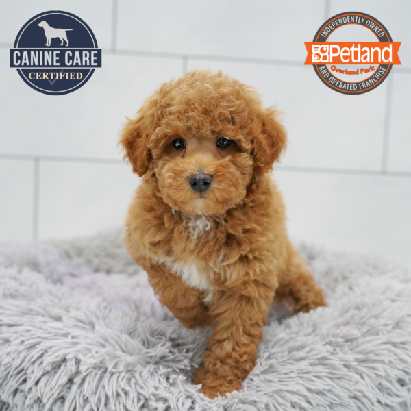 [#26961-05] Red F Poodle Puppies for Sale