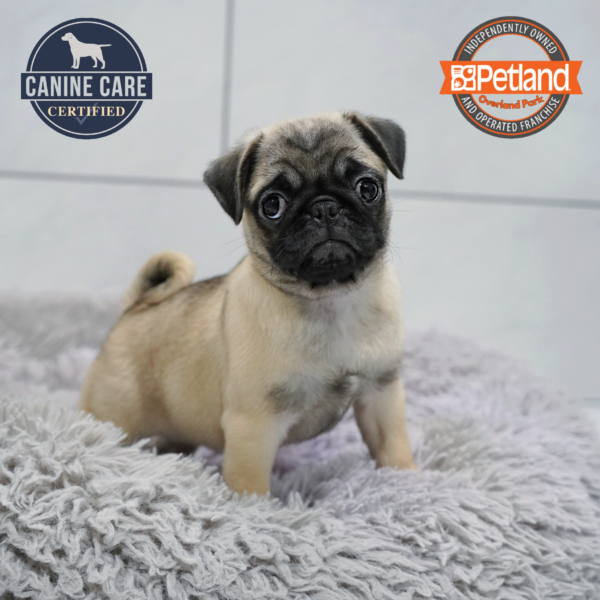 [#26958-04] Fawn F Pug Puppies for Sale