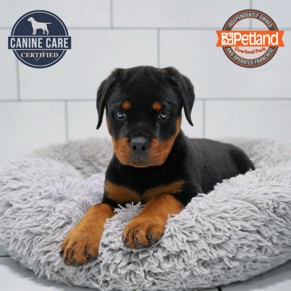 [#26926-01] Black / Tan M Rottweiler Puppies for Sale