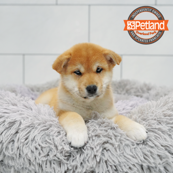 [#26823-04] Red F Shiba Inu Puppies for Sale