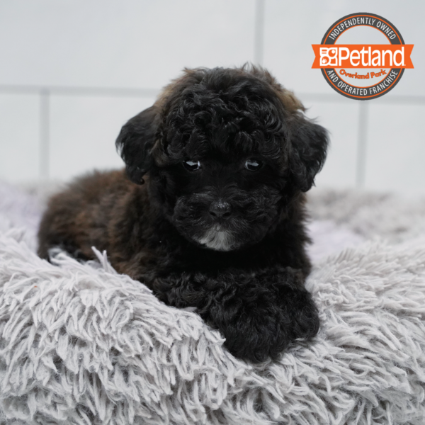 [#261011-01] Chocolate M ShihPoo Puppies for Sale