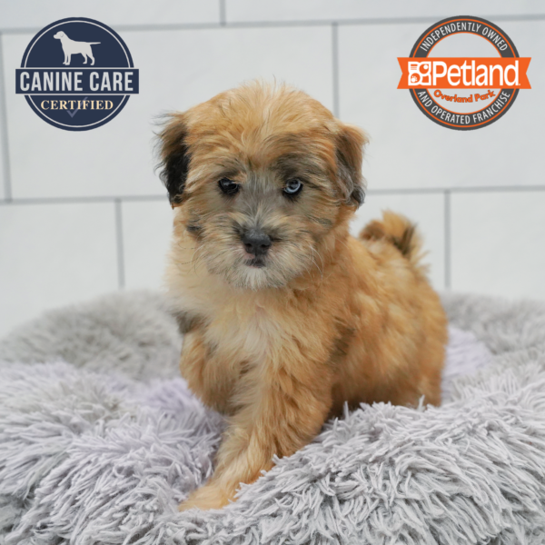 [#26855-04] Merle F Whoodle Mini Puppies for Sale