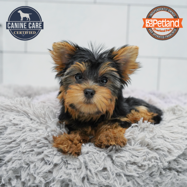 [#26674-02] Black / Tan F Yorkshire Terrier Puppies for Sale