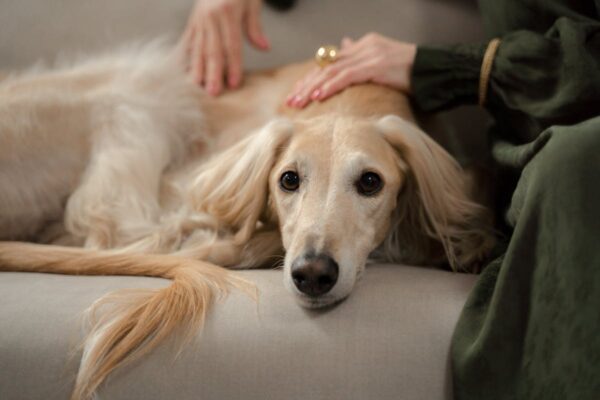dog fever symptoms and treatment