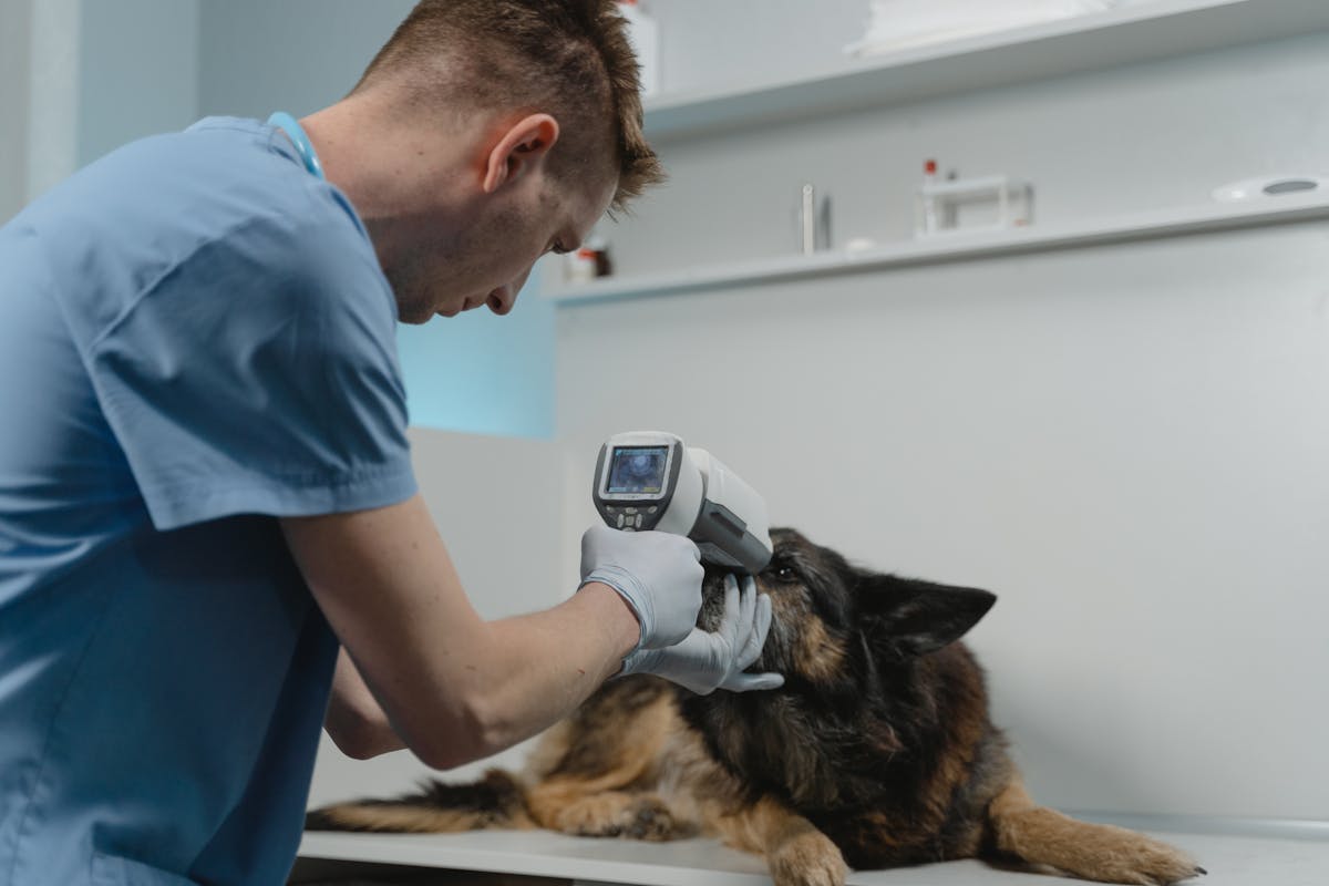 Dog Fever: When to Worry and What to Do Immediately